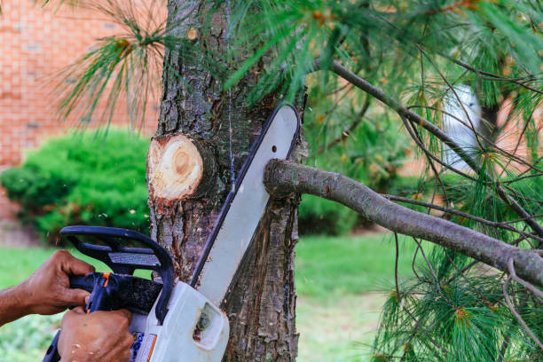 Best Tree Trimming and Pruning  in Ruskin, FL